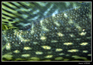 Close up of a pike's tail :-D by Daniel Strub 